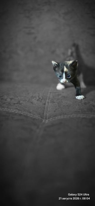 Отдам котят в добрые руки