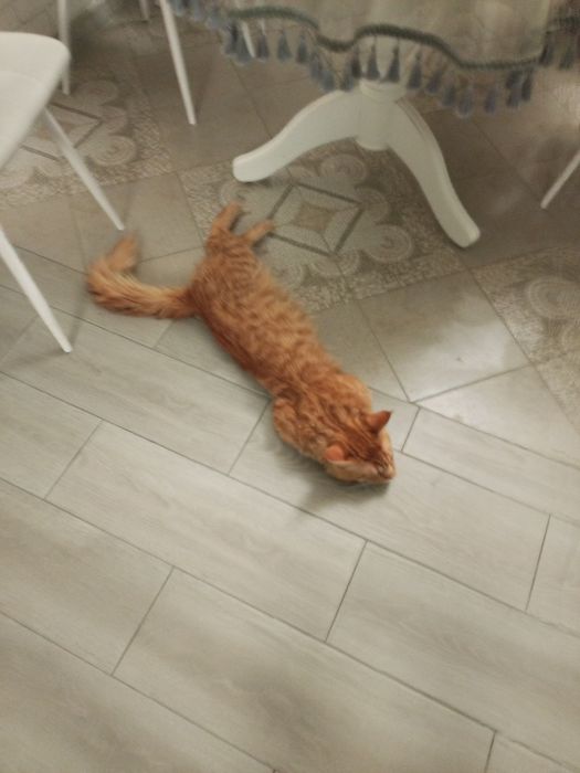 Продам кота Мейн-куна