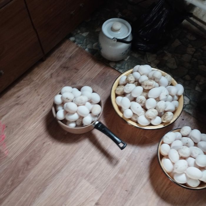 куры курицы курица несушки