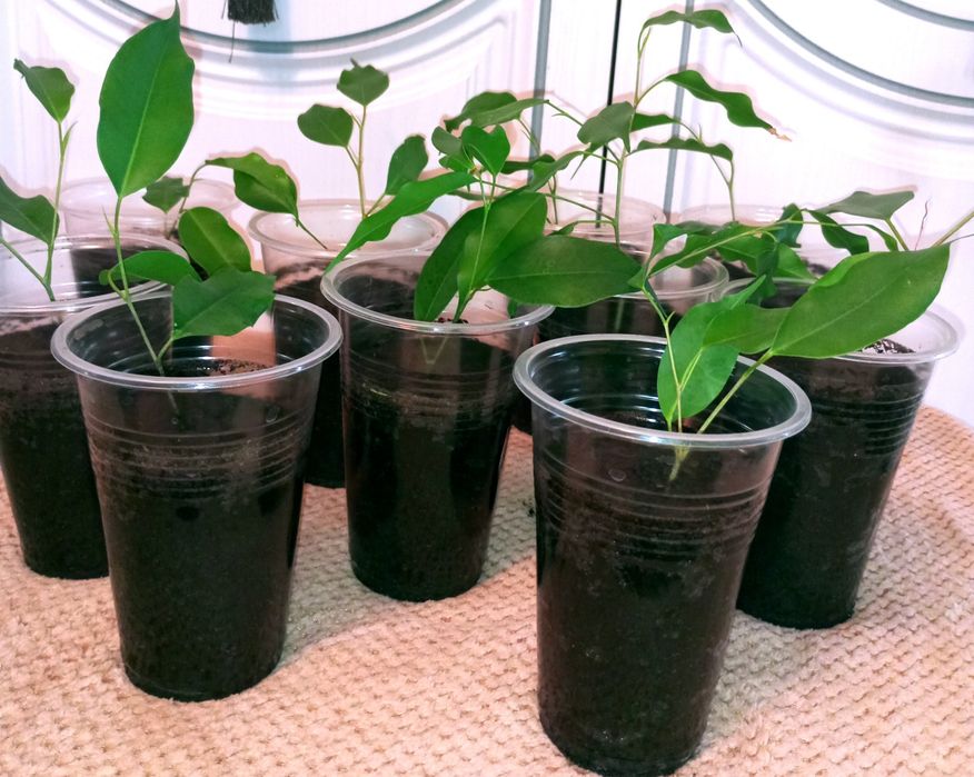 Фикус декоративный продам