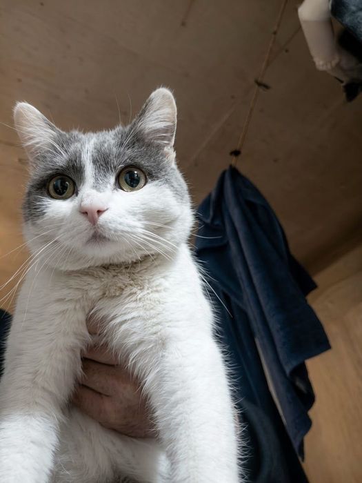Отдам кота и кошку в добрые руки
