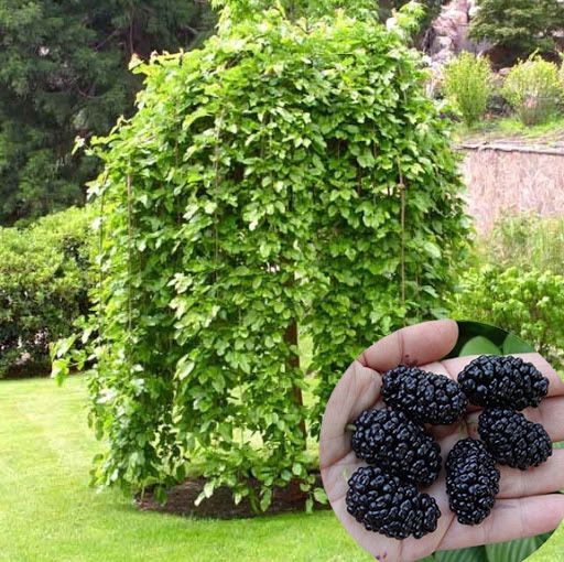 Тутовник, зонтообразное.