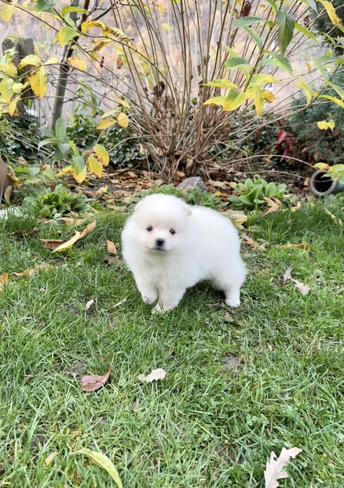 Померан момиче със втора ваксина. Померанче