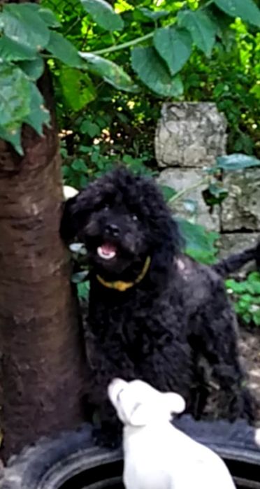 Продавам мини пудели