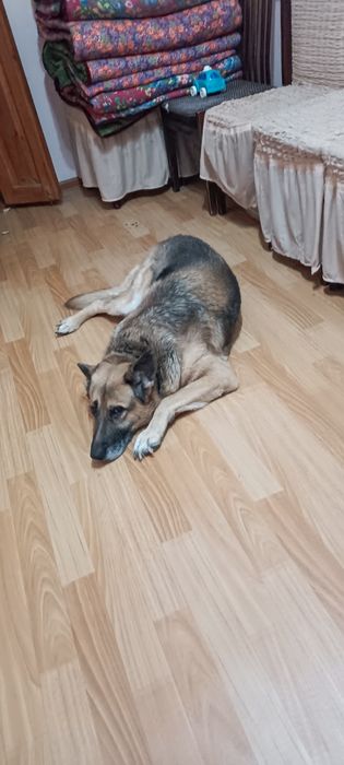 Овчарка Бесплатно