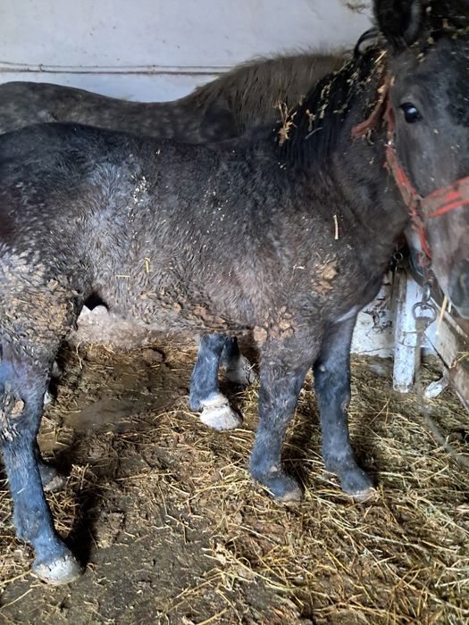 Manz 7 luni din cai grei.