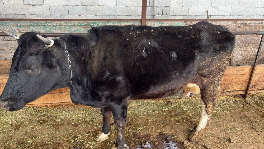 Сиыр бызауымен сатылады