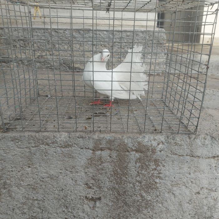 Павлин  самка  1год