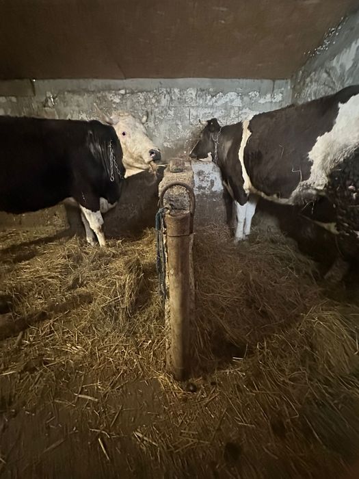 Vând 2  vaci BR tinere