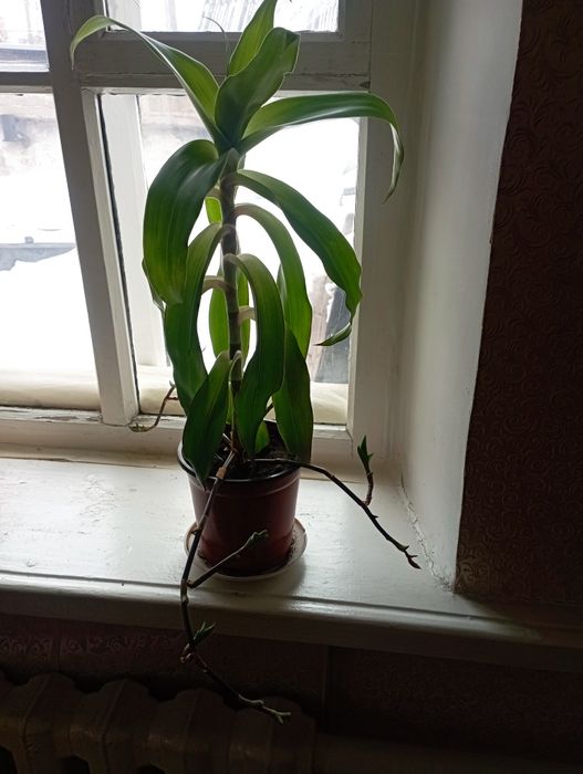 Комнатное растение