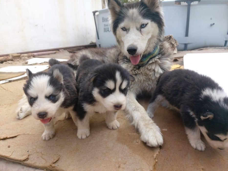 Продам хаски ДЕВОЧКА!