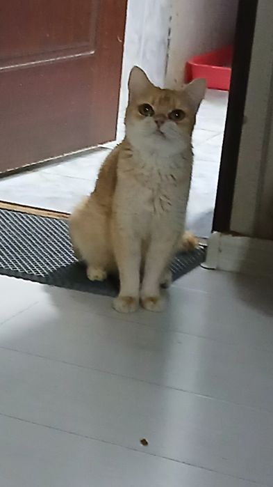 Продаётся золотая шиншилла девочка