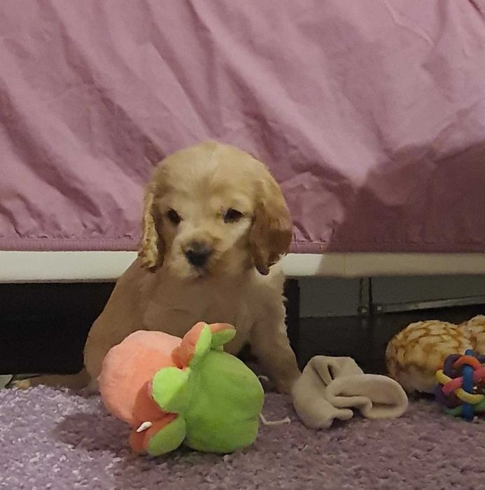 Продавам най-хубавите кокери.