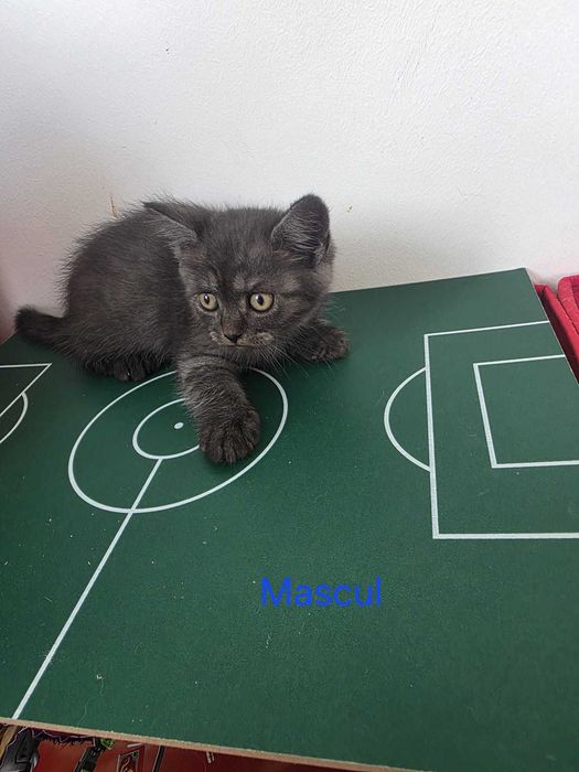 Pisoi drăgălași caută căsuțe!