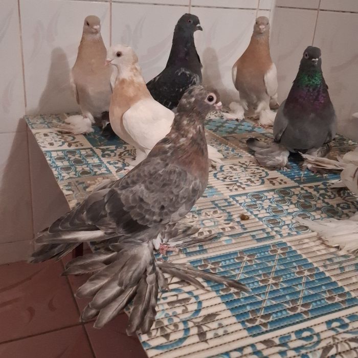 Голуби, көгершін.