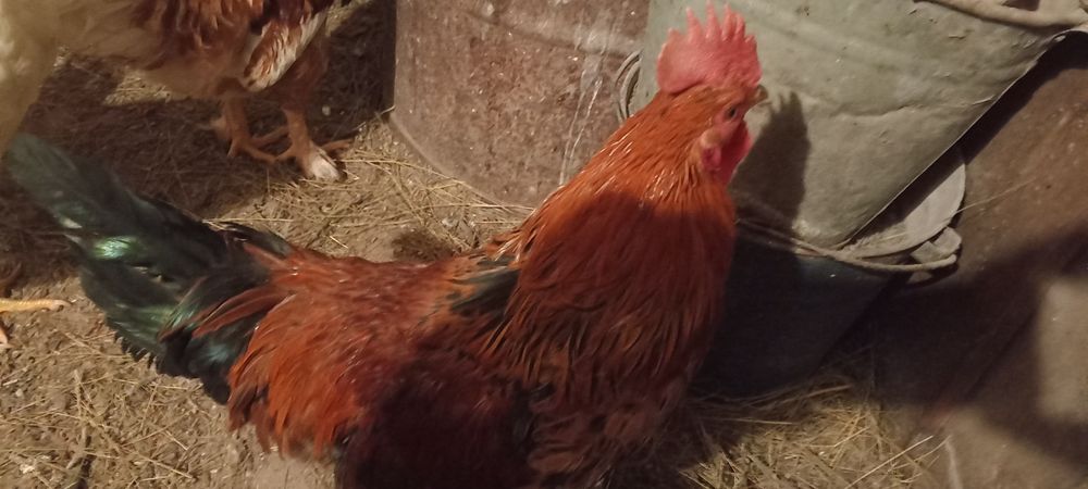 Продаются домашние петушки