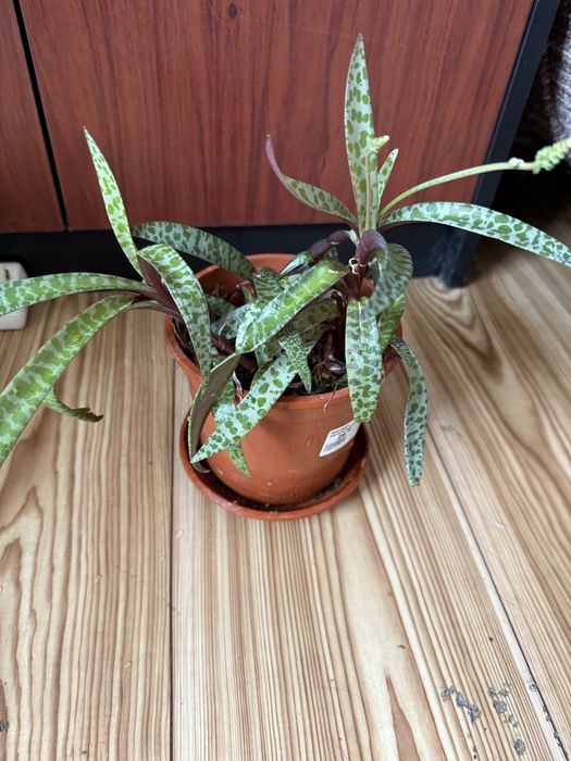 Стайни цветя за дома или офиса