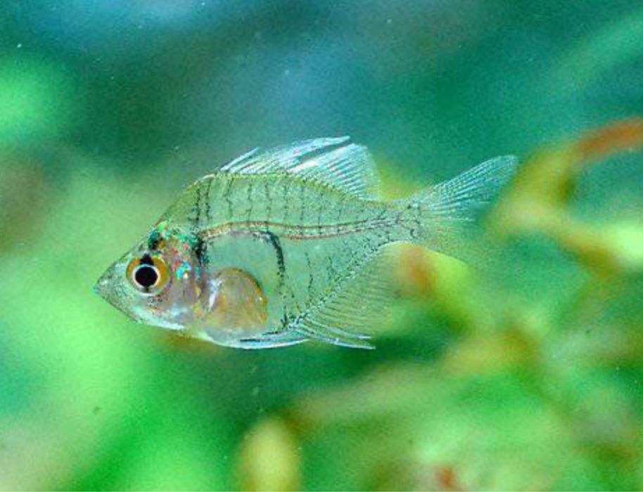 Рыбка Стеклянный окунь