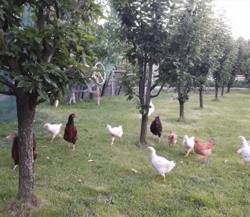Pui de carne de vânzare ,in viu sau taiat
