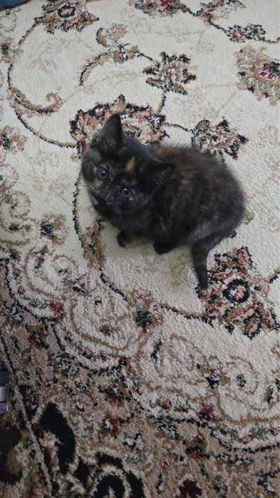 Котёнок в добрые руки срочно!!