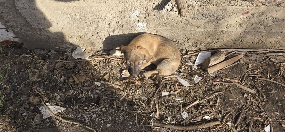 Продам щенков в добрые руки