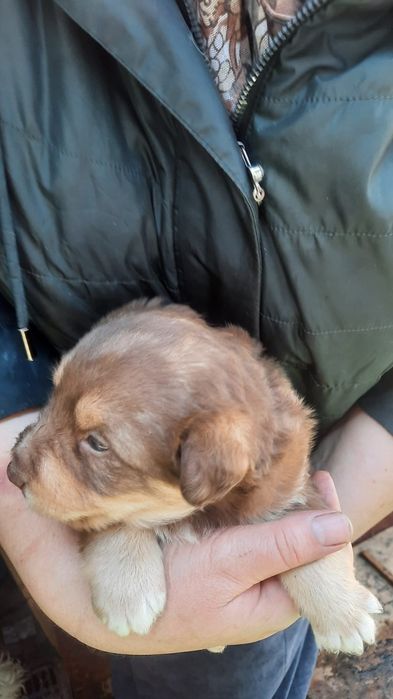 Отдам в добрые руки