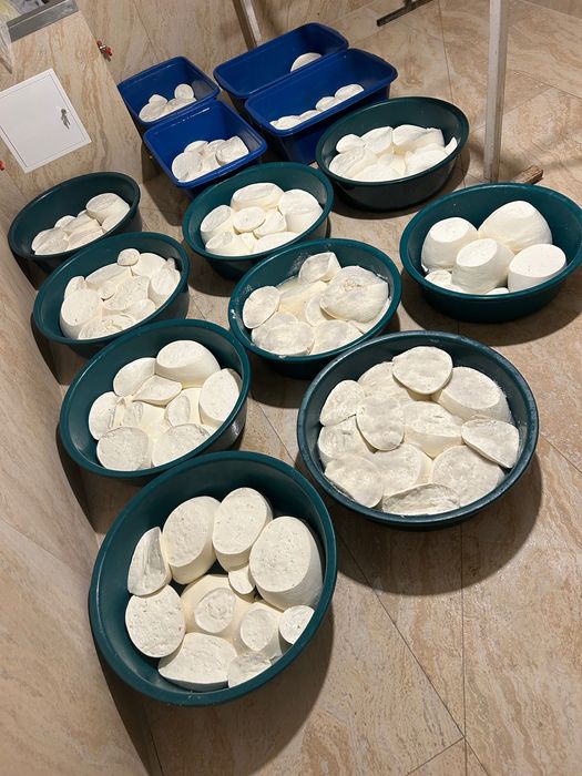 Branza de vacă , produs natural și de calitate