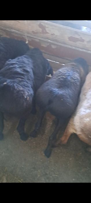 Кошкар Продам жирный