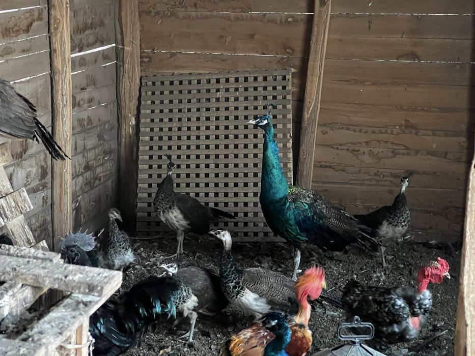 Паун индийски, чернокрили