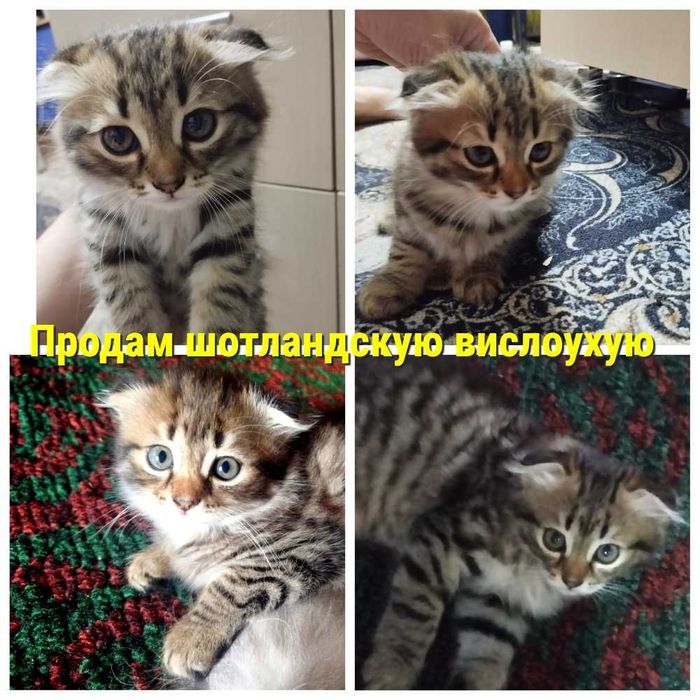 Шотландские вислоухие котята