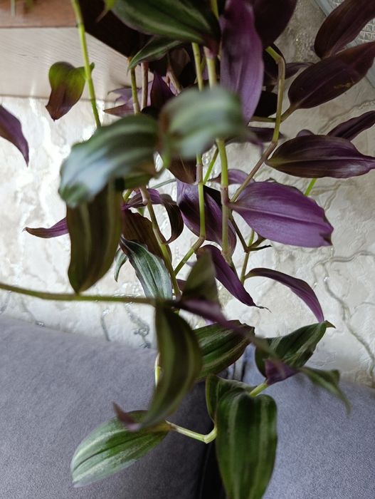 Традесканция срезом кжби