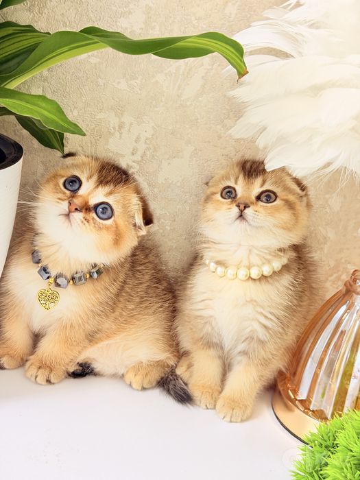 Котята чистокровные