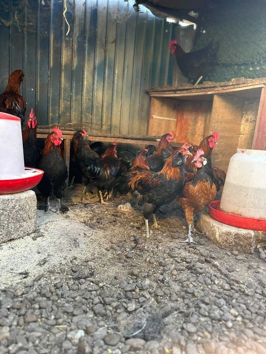 Cocos Marans tanar