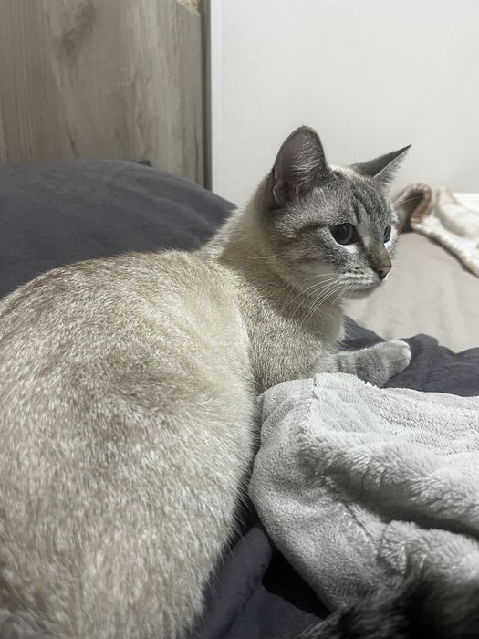Отдам кошку породистую