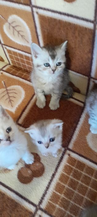 Шотландские котята