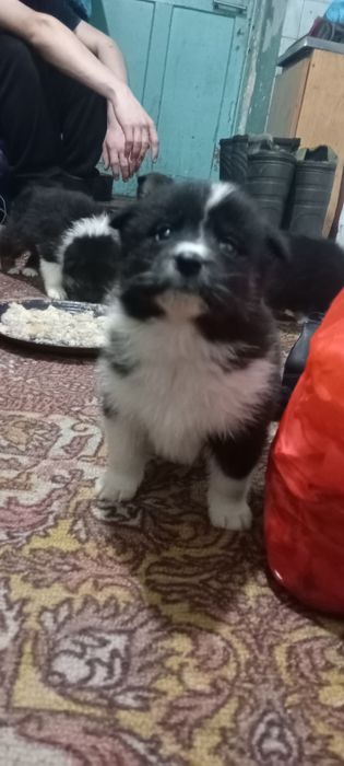 Продам щенков лайки