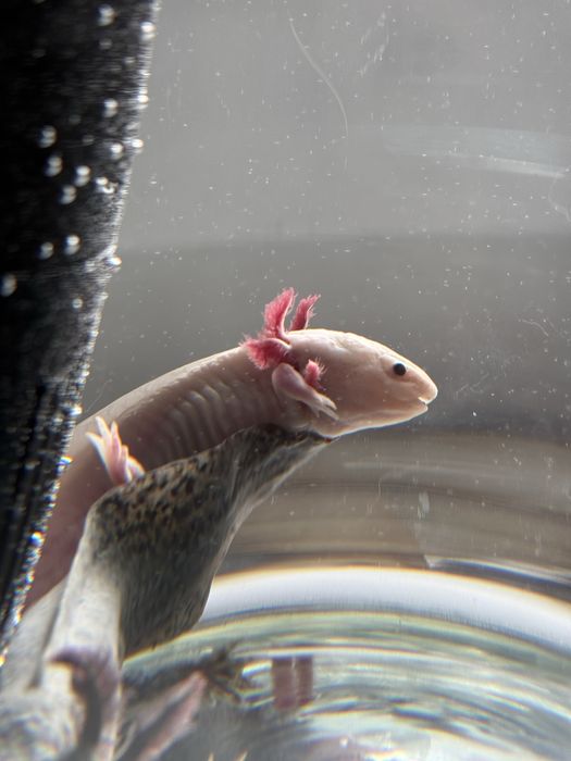 Аксолотль альбинос