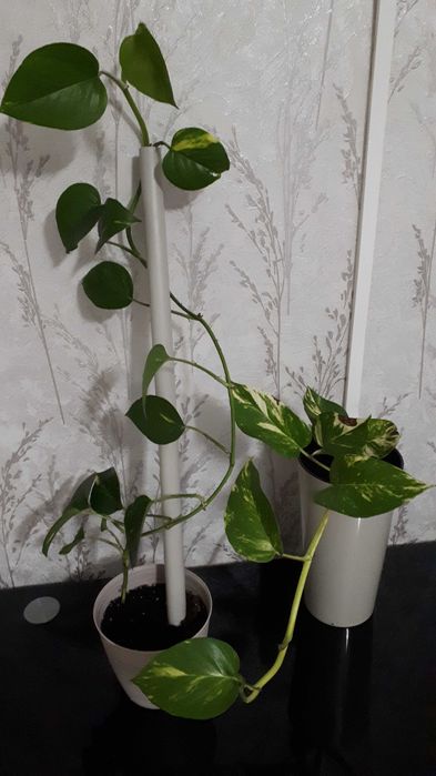 Комнатные цветы. Тропические растения