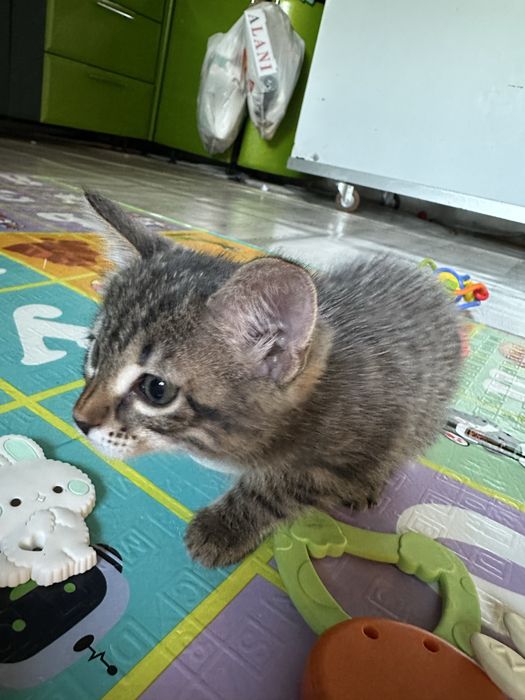 Отдам котят в добрые руки