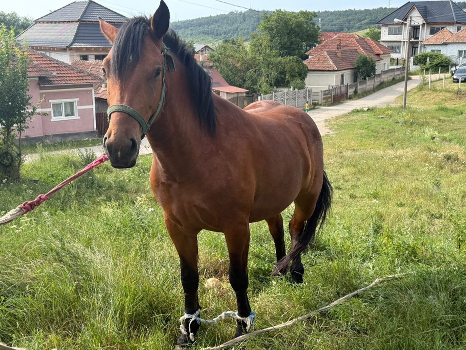 Vând iapa de 3 ani