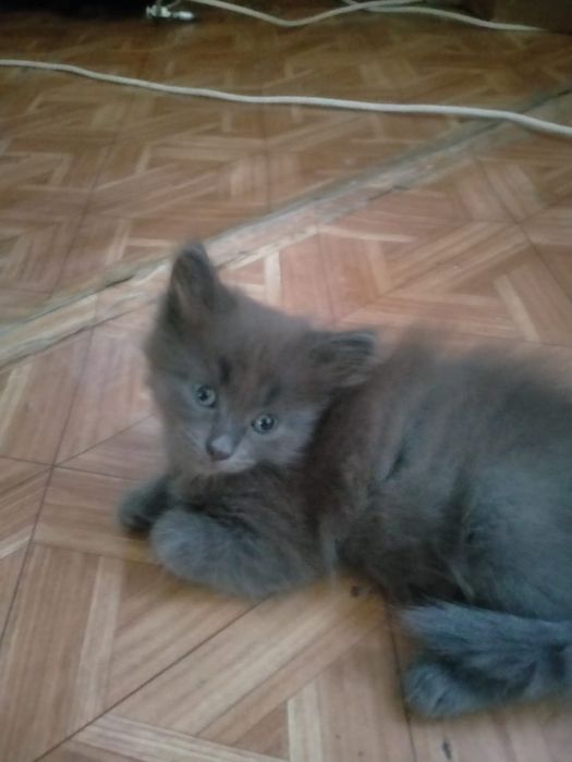 Отдам котят даром