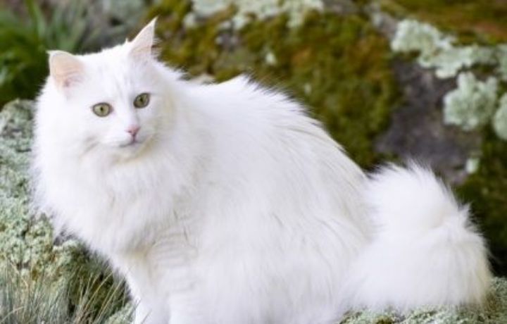 Продам котенка 2 месяца.