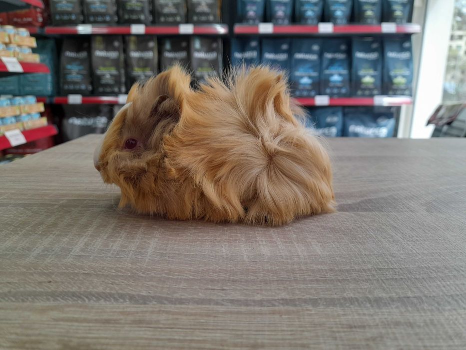 Морско свинче / свинчета късокосмести и дългокосмести на 1 месец