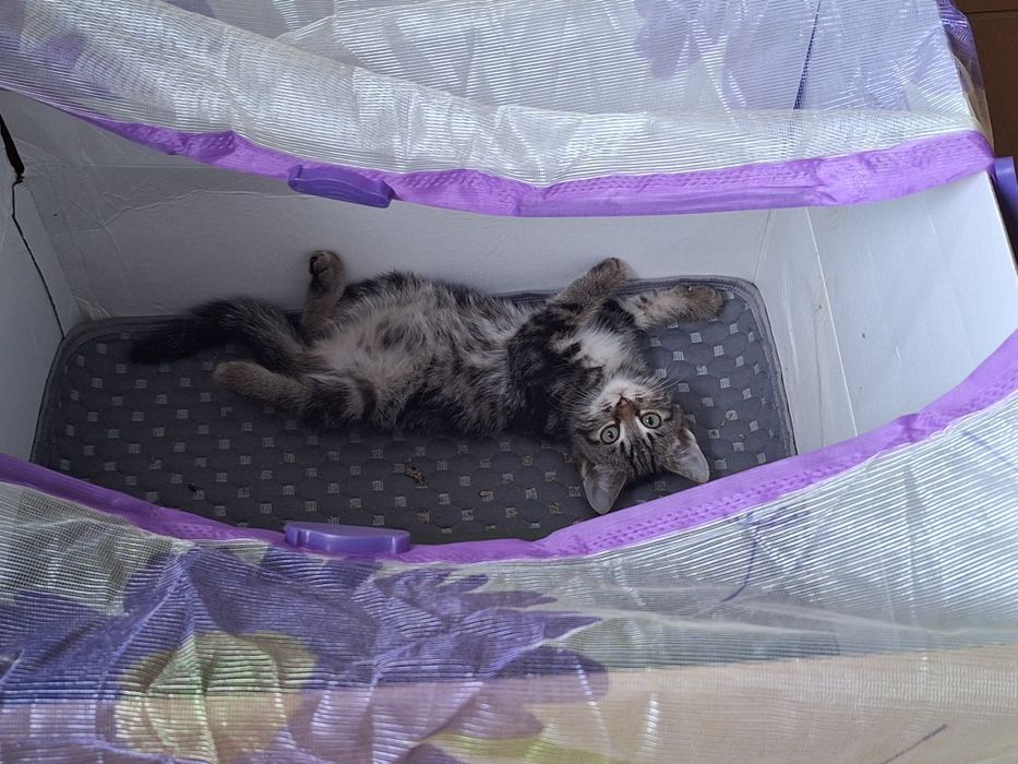 Маленькая кошечка ищет дом