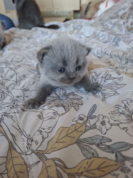 Британски сини колорпойнт късокосмести котенца