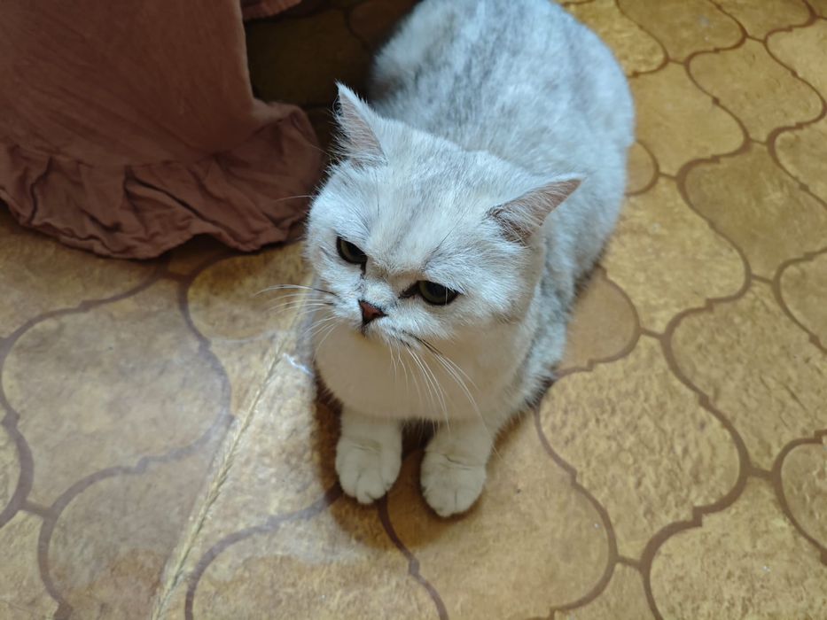 Шиншилла серебро кошка