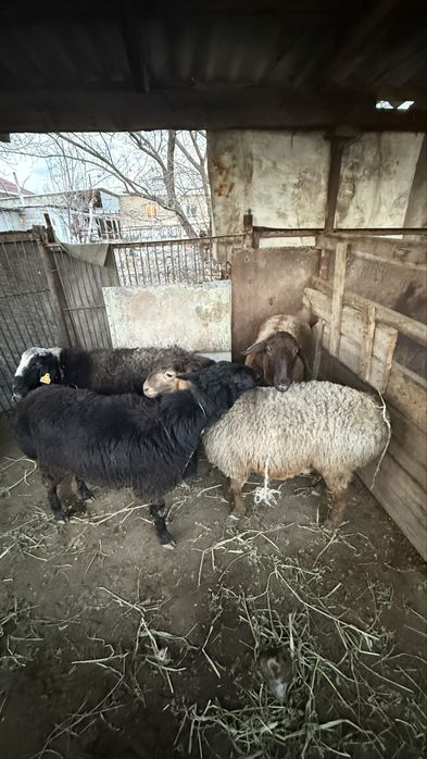 Қой саулык сектер