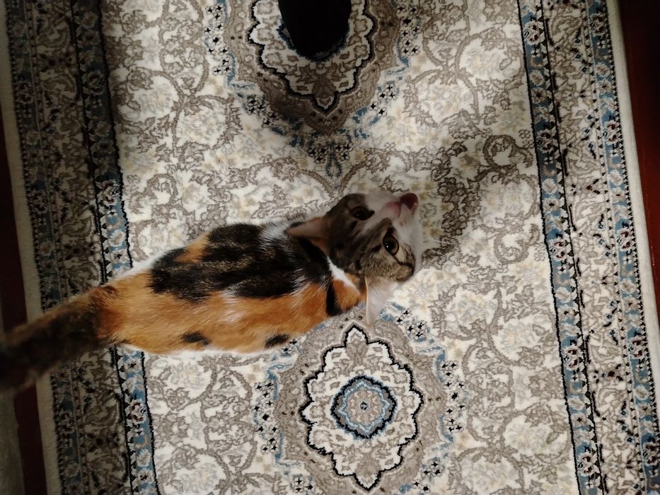 Damashni mushik berladi