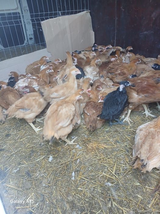 Vand puicute rasa mixta