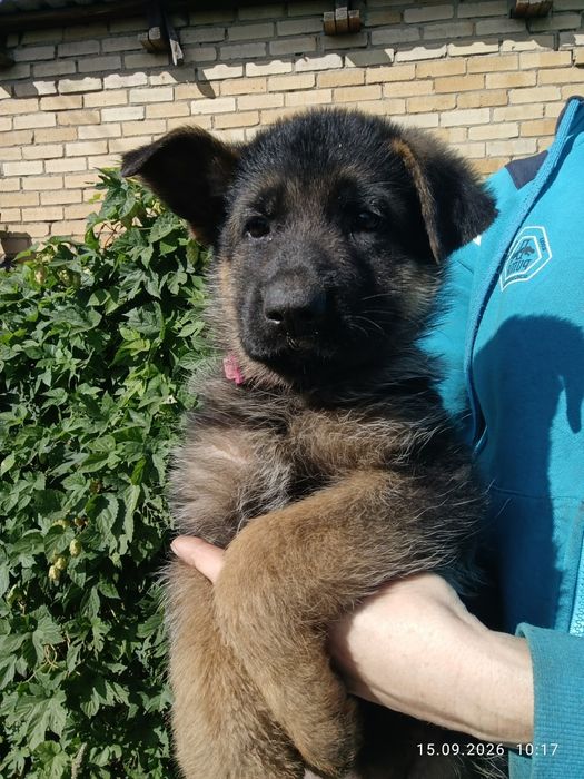Немецкие булочки